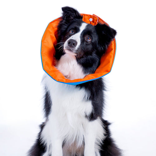 COLLAR ISABELINO RECOVERY PET (ACOLCHADO)