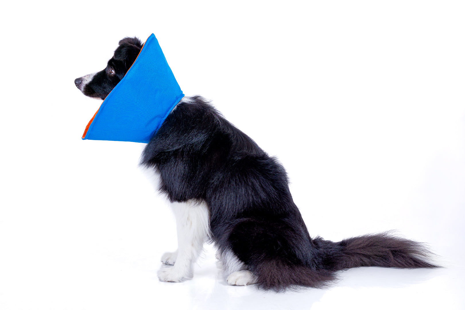 COLLAR ISABELINO RECOVERY PET (ACOLCHADO)