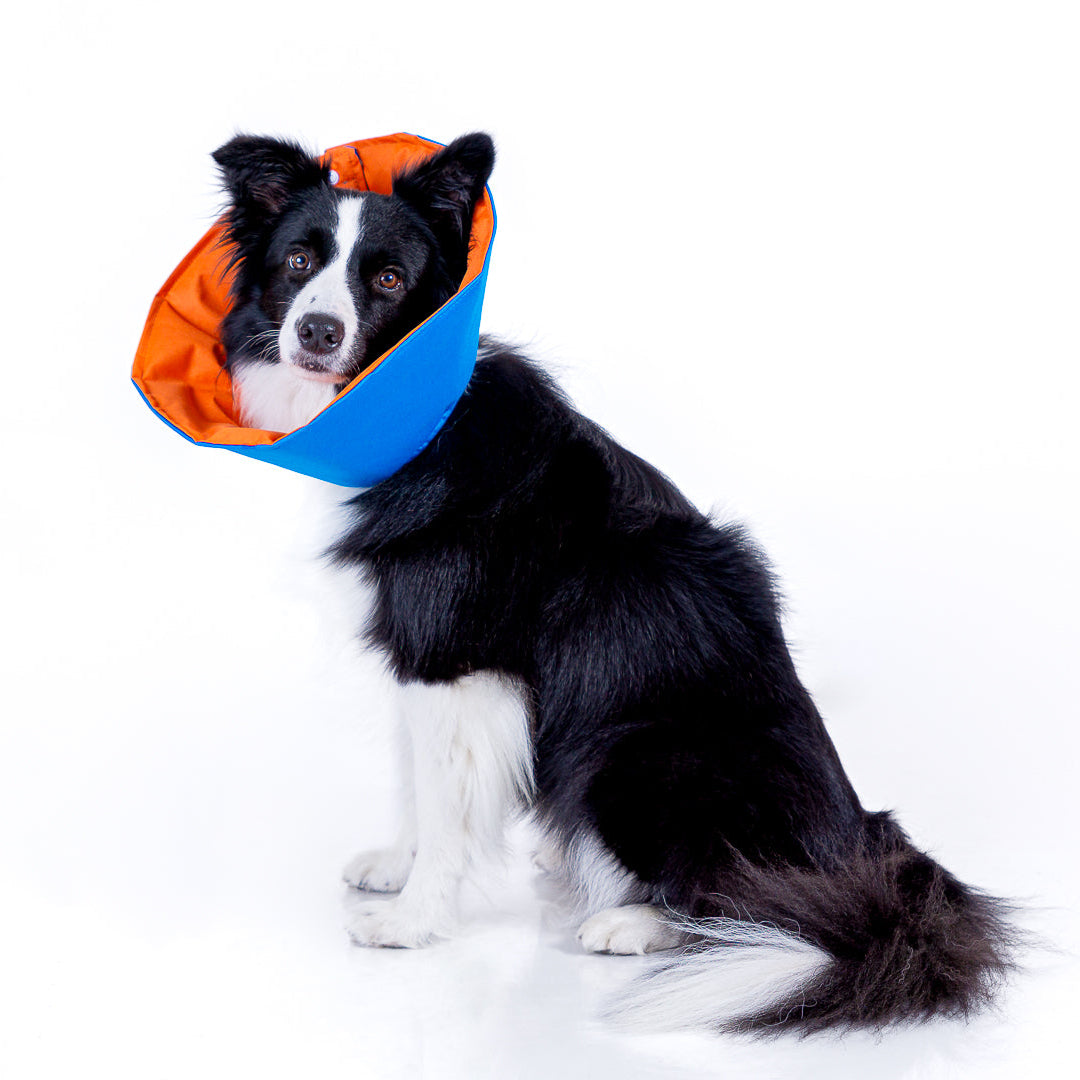 COLLAR ISABELINO RECOVERY PET (ACOLCHADO)