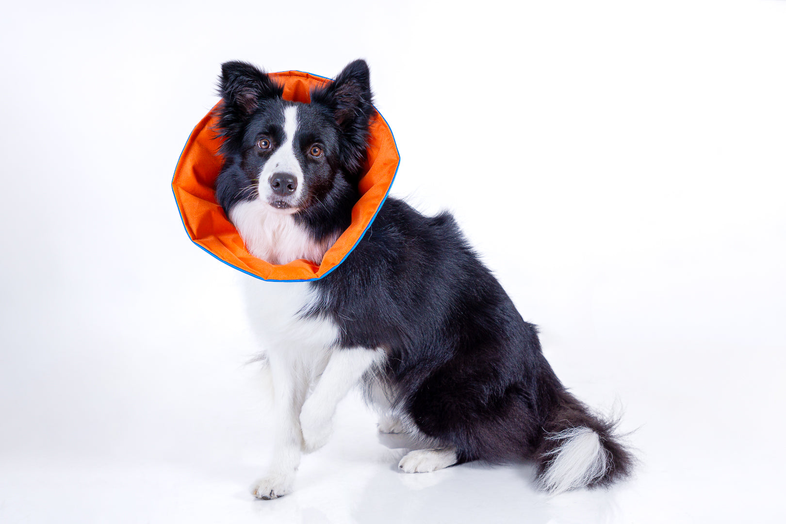 COLLAR ISABELINO RECOVERY PET (ACOLCHADO)